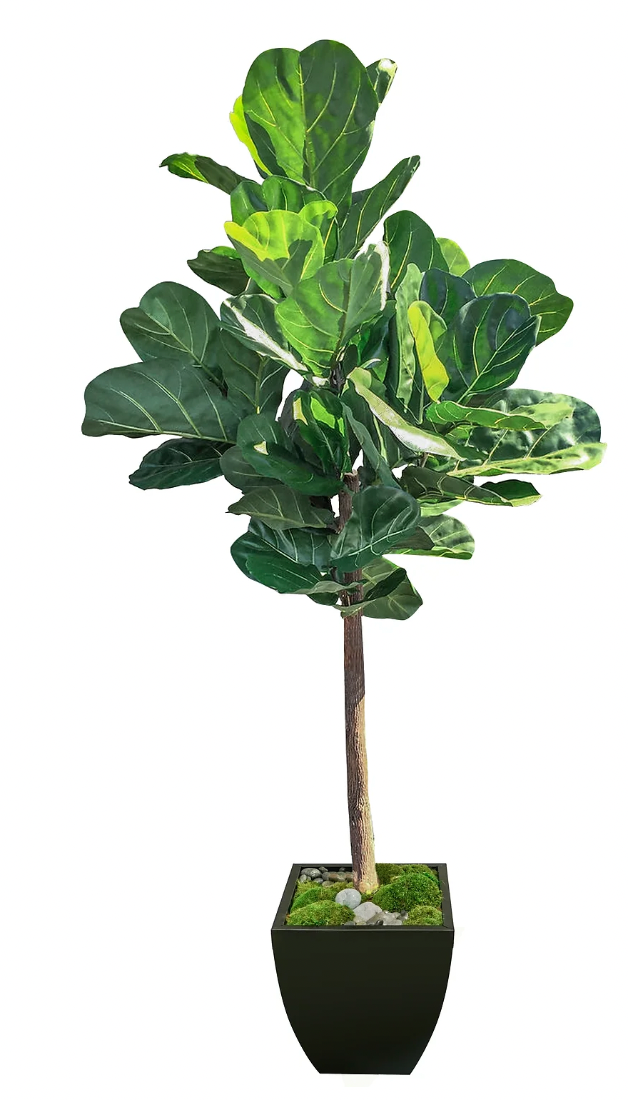 7' Fiddle Fig Tree in Zinc Pot