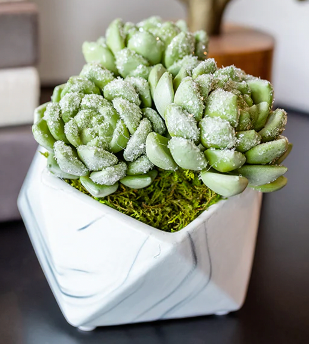 Iced Hens & Chicks Faux Floral