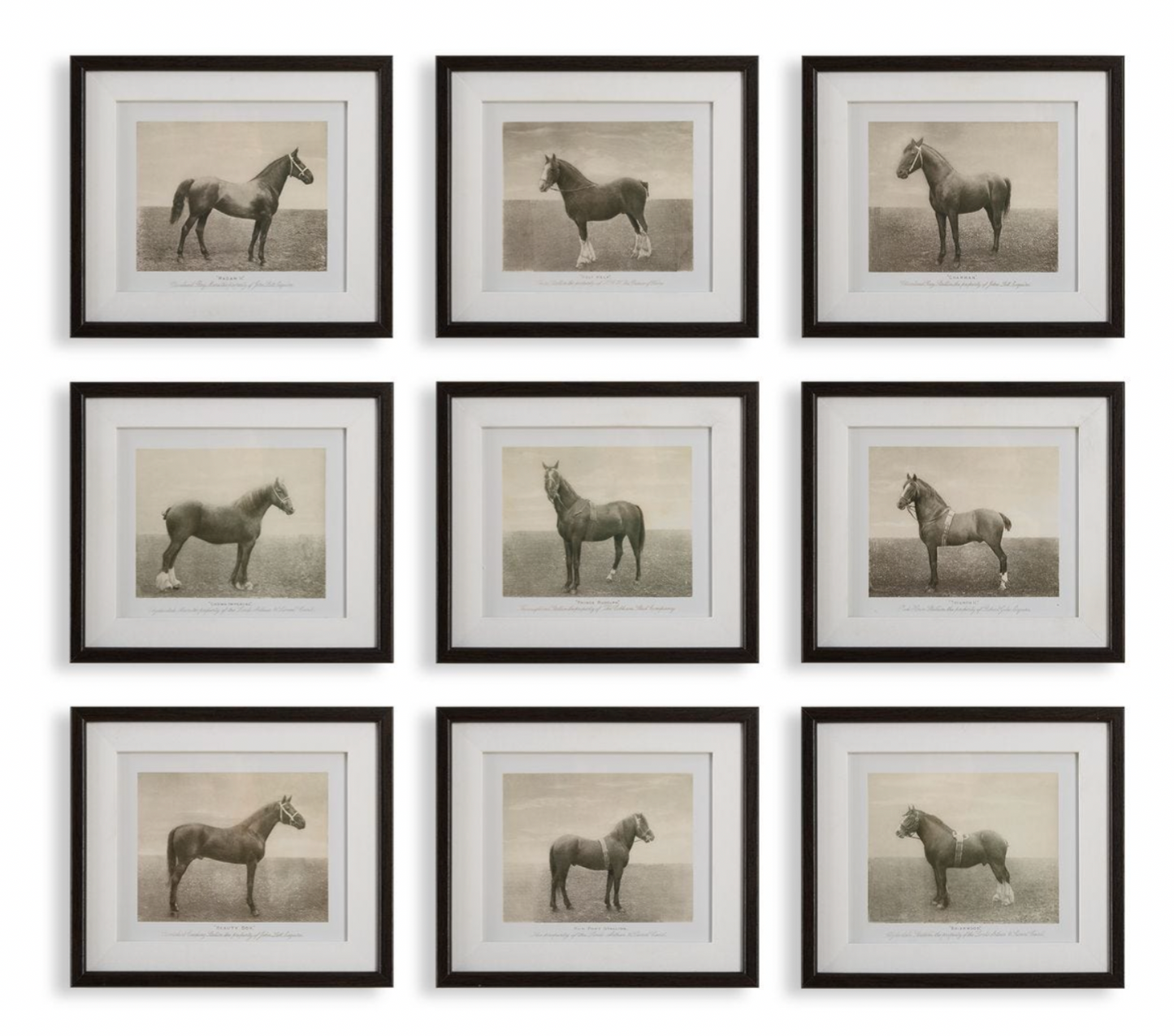 Framed Equine Print Set of 6