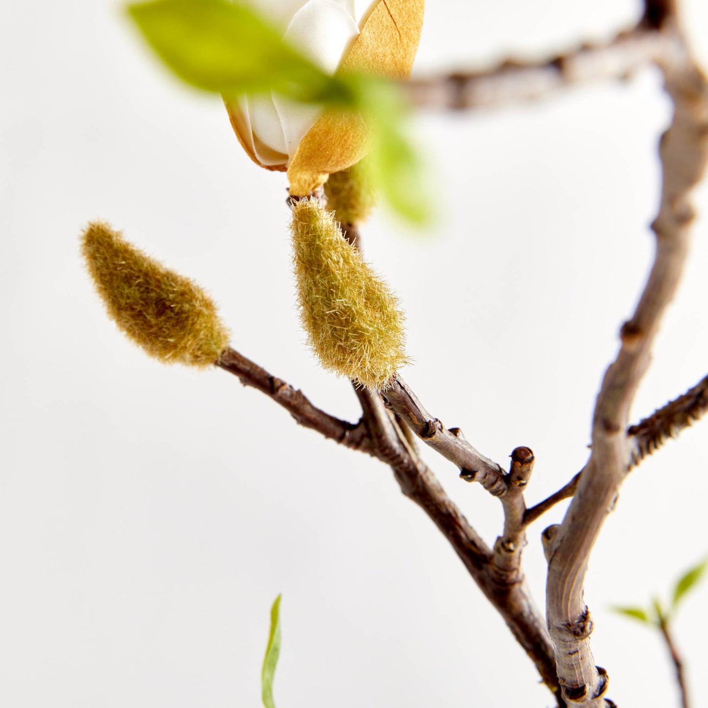 Magnolia Budding Branch