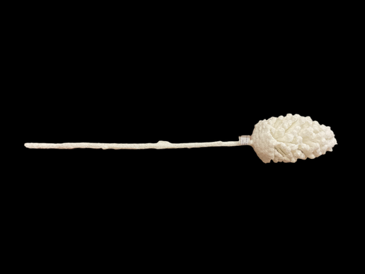 White Pinecone Stem