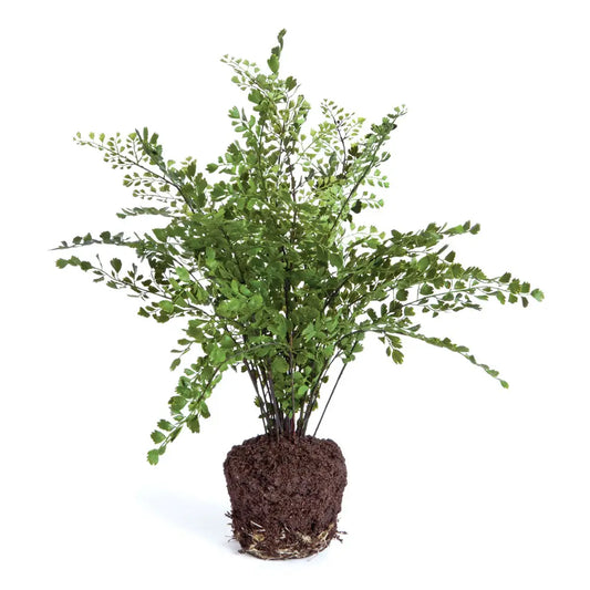 Maidenhair Drop-in 18"