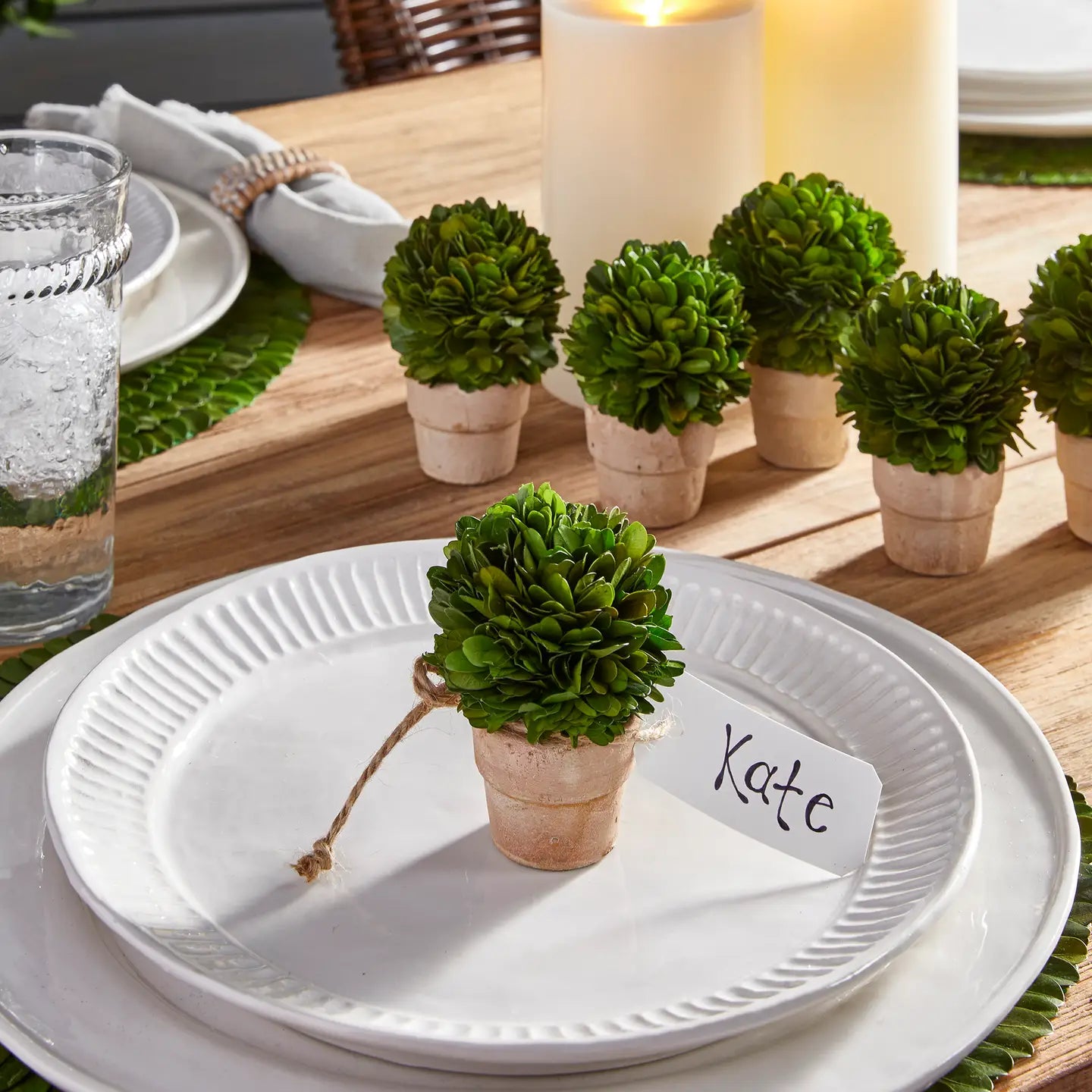 Boxwood Mini Ball in Pot