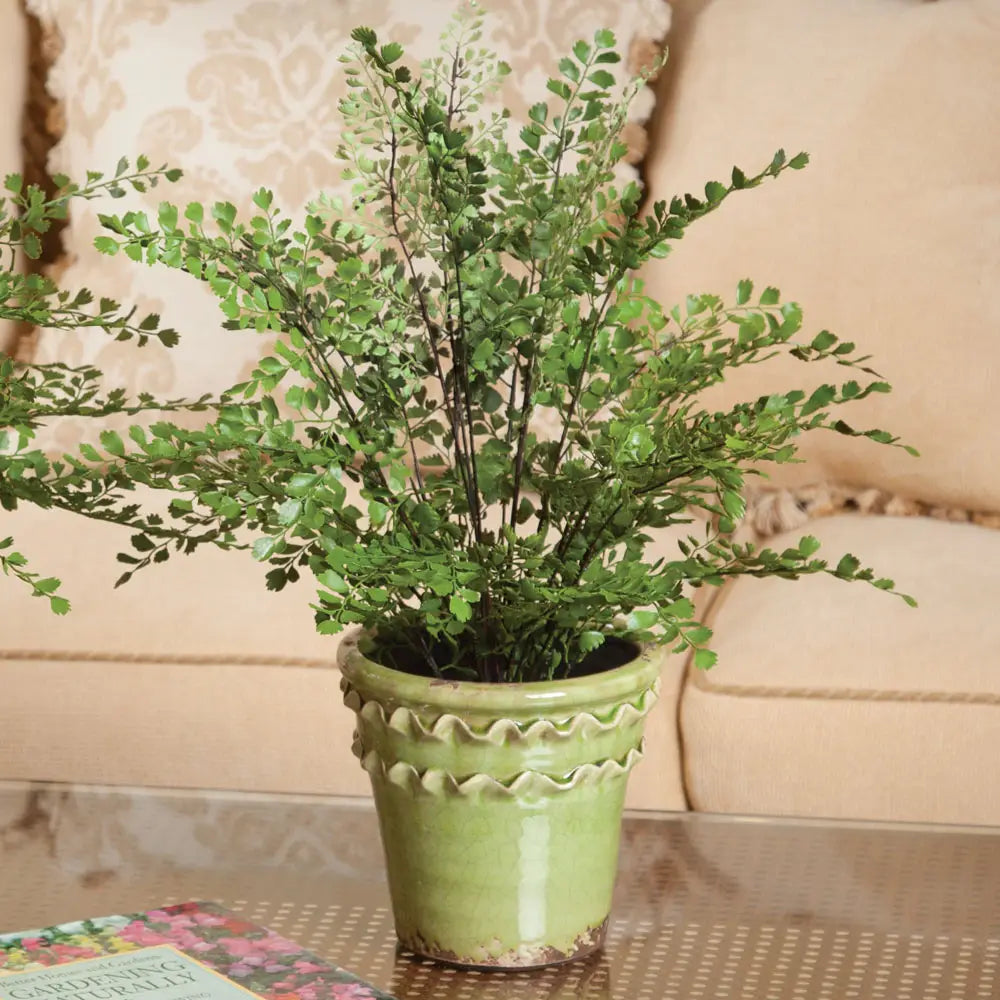 Maidenhair Drop-in 18"