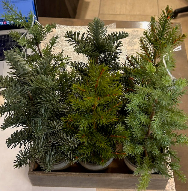 Small Pine Trees Set of 6