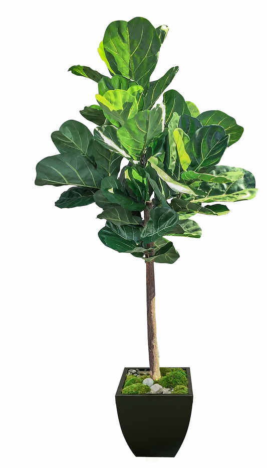 7' Fiddle Fig Tree in Zinc Pot