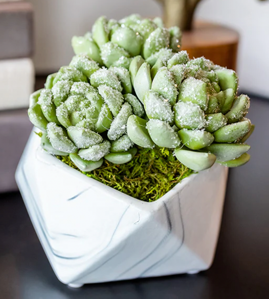 Iced Hens & Chicks Faux Floral