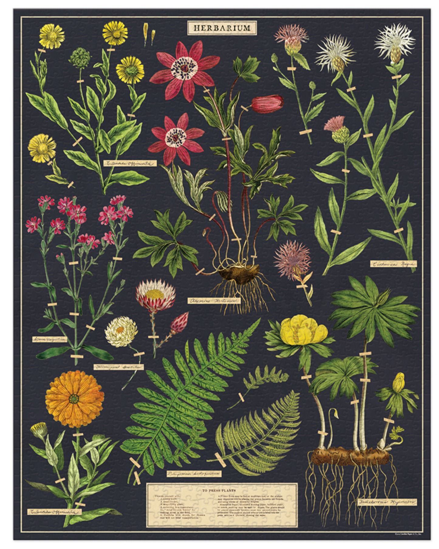 Herbarium 1000 Pc