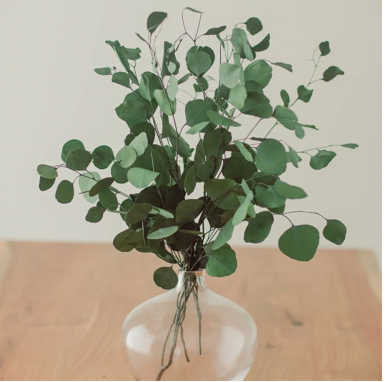 Preserved Silver Dollar Eucalyptus