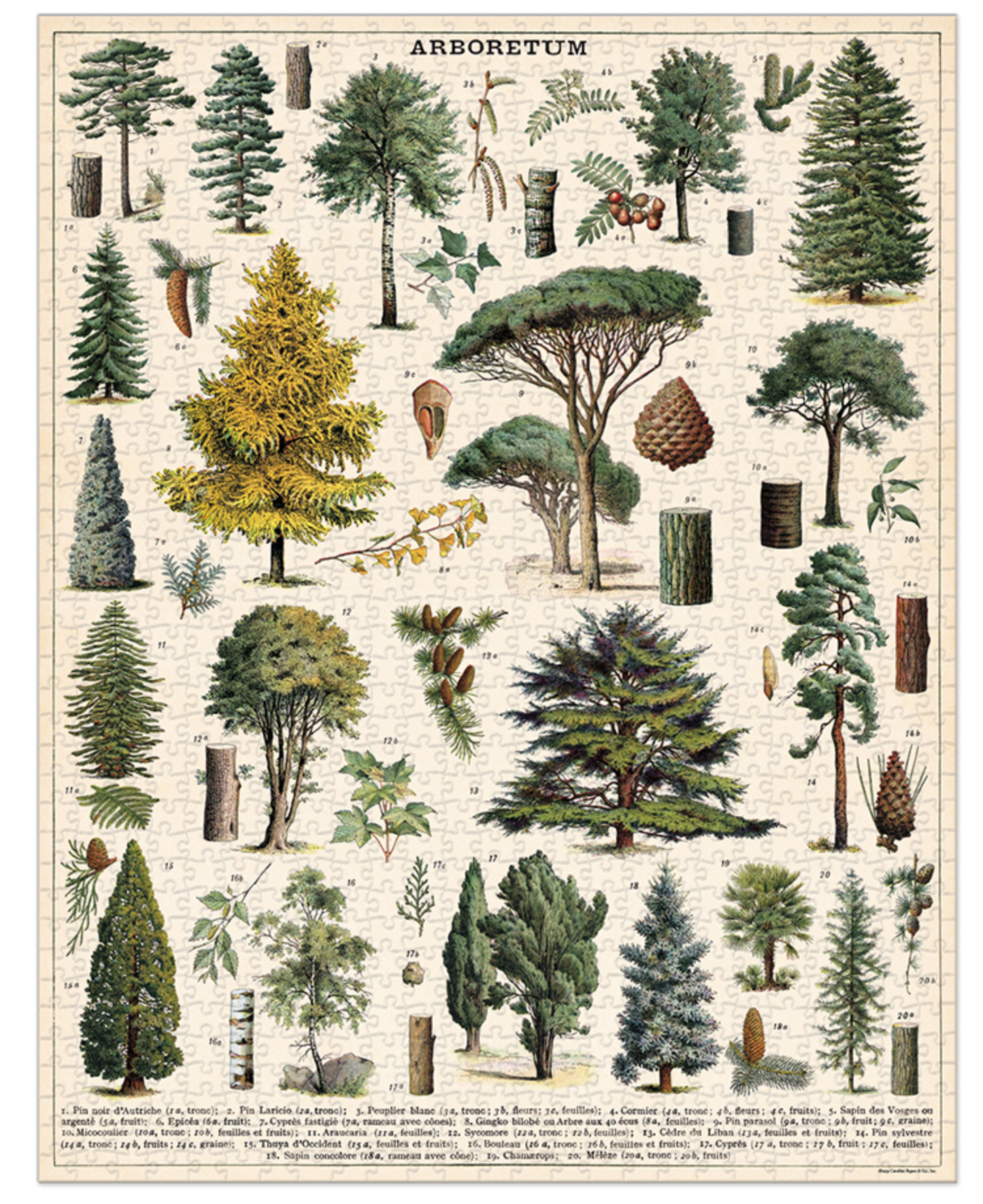 Arboretum 1000 Pc