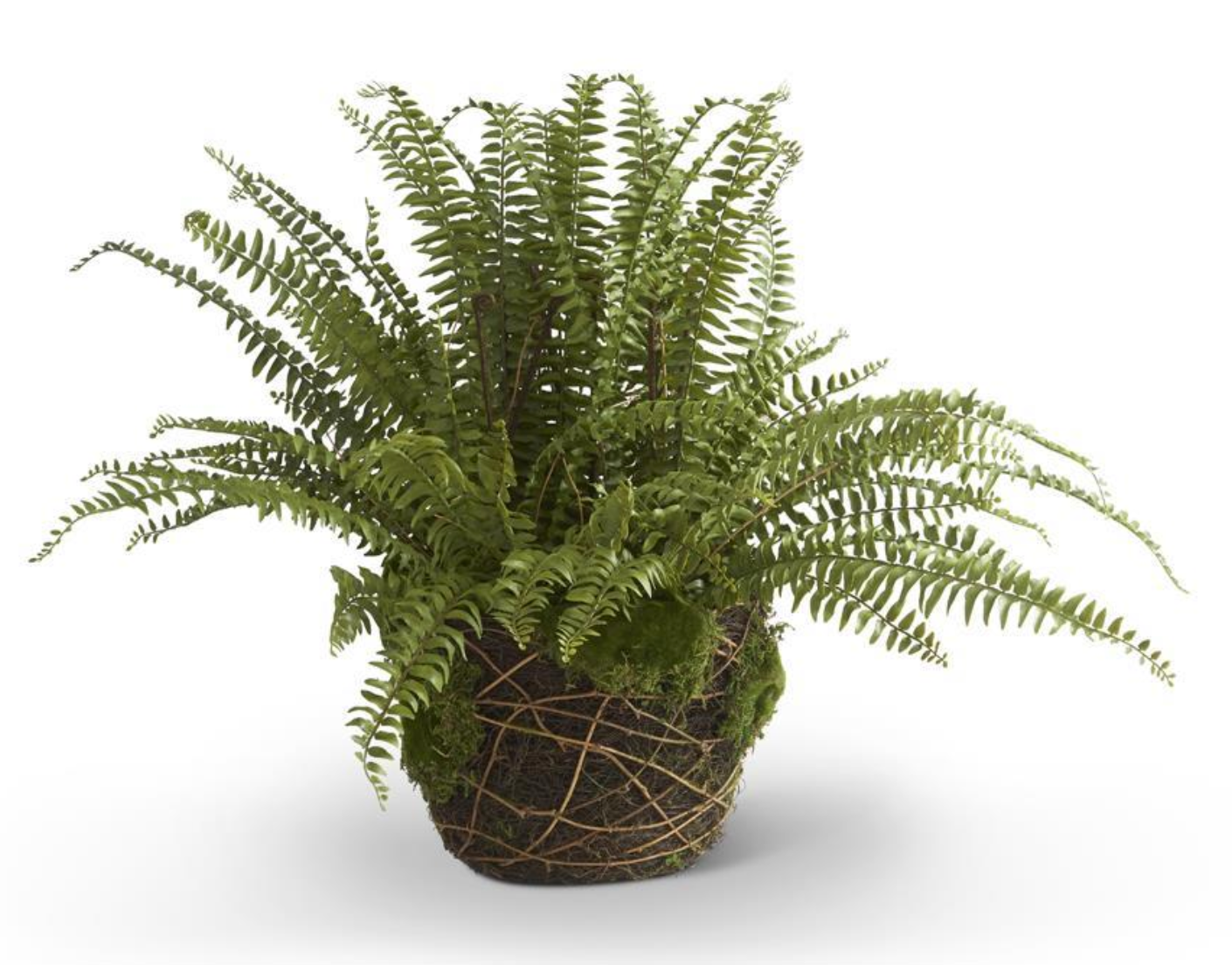 30" Boston Fern in Moss Basket