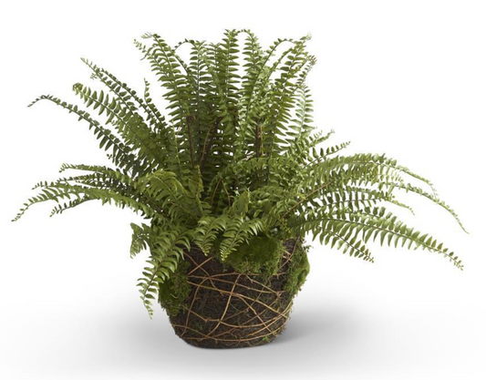 30" Boston Fern in Moss Basket