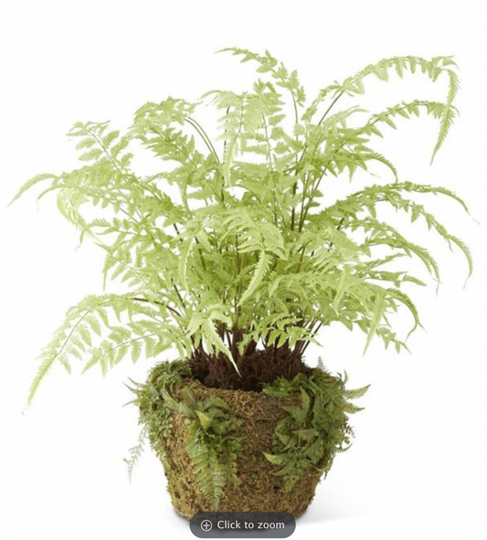 48" Fern in Moss Pot