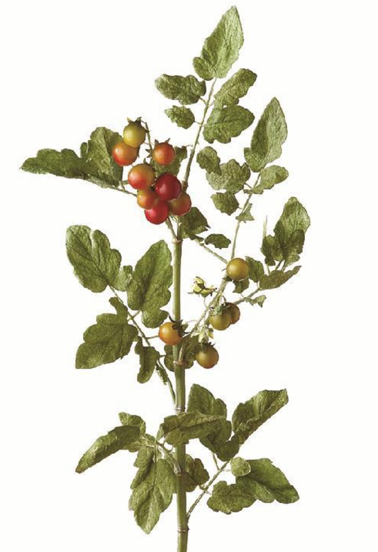 36" Tomato Spray