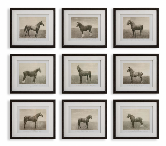 Framed Equine Print Set of 6