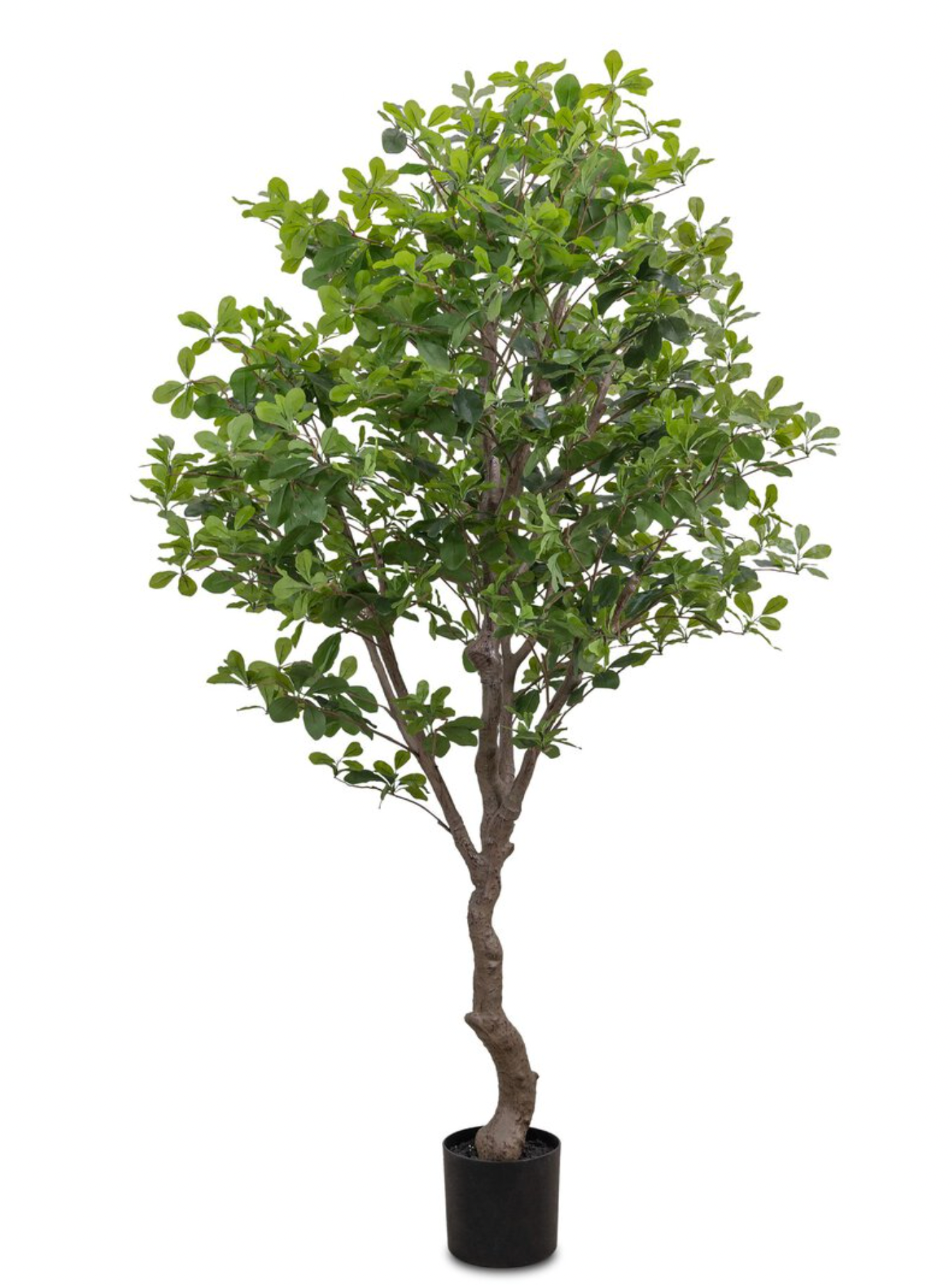 Aralia Tree