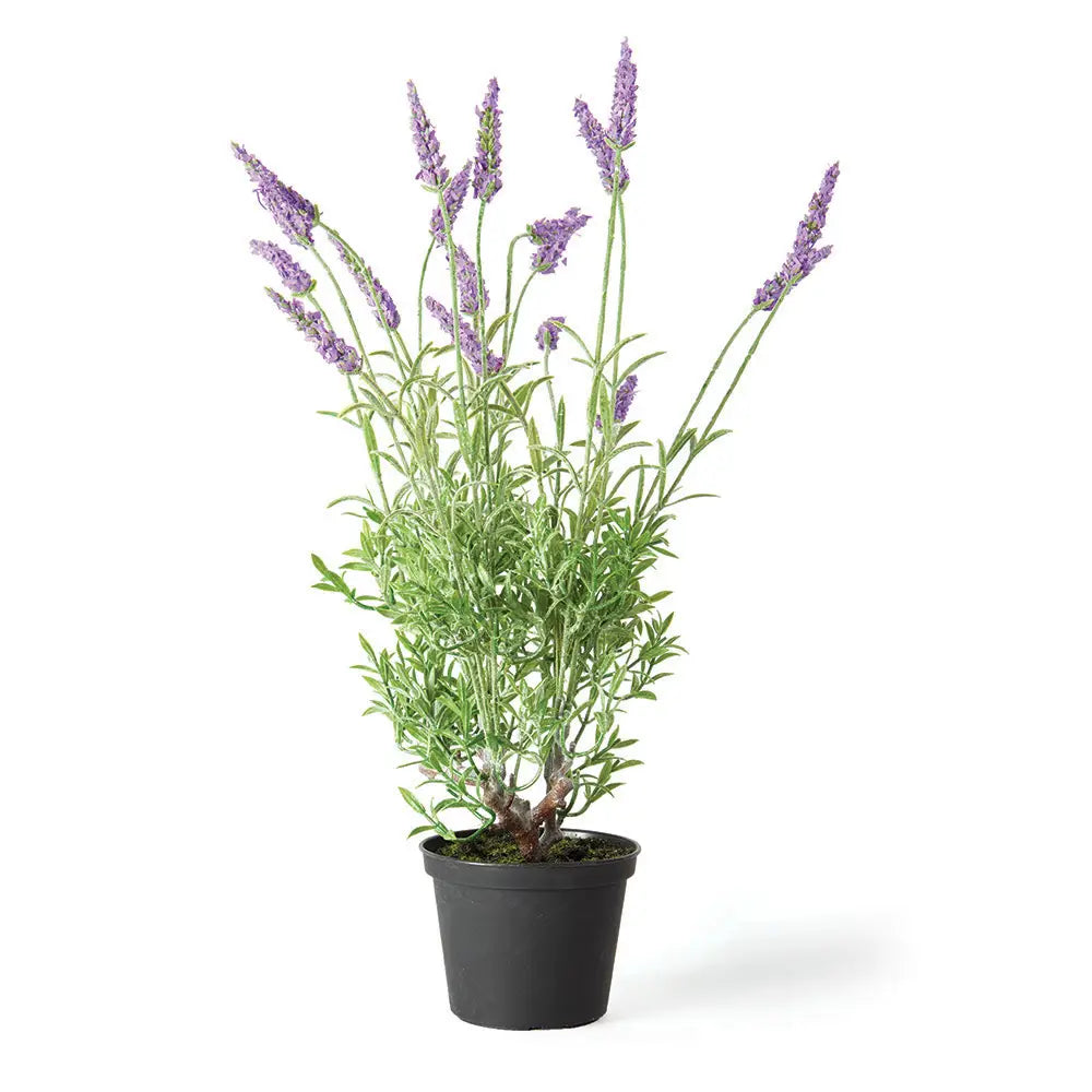 French Lavender Drop In