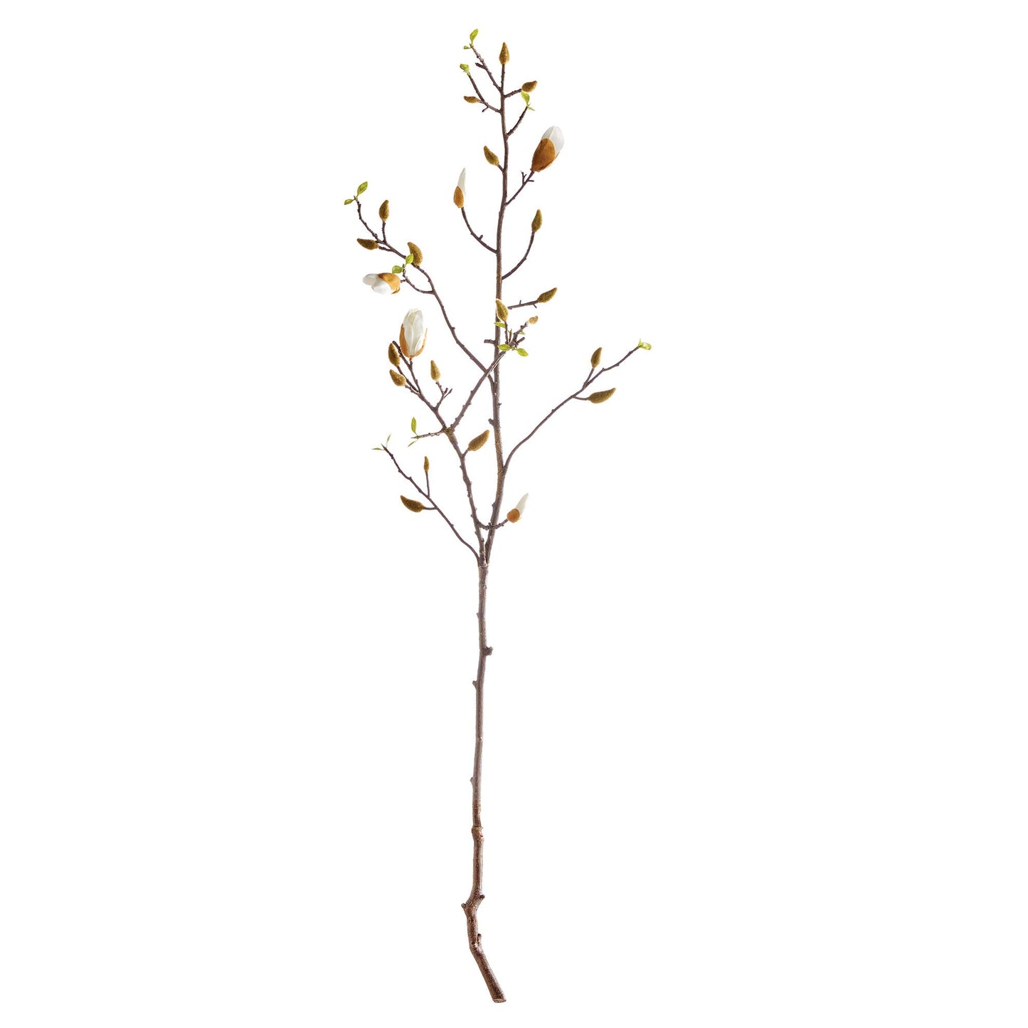 Magnolia Budding Branch