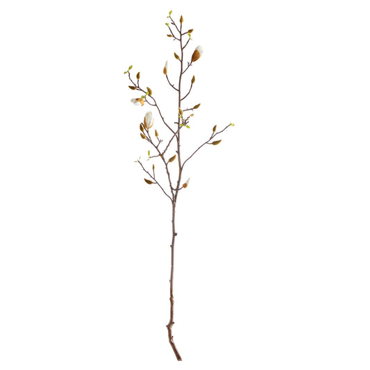 Magnolia Budding Branch