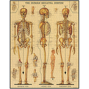 1000 Piece Puzzle- Skeletal System